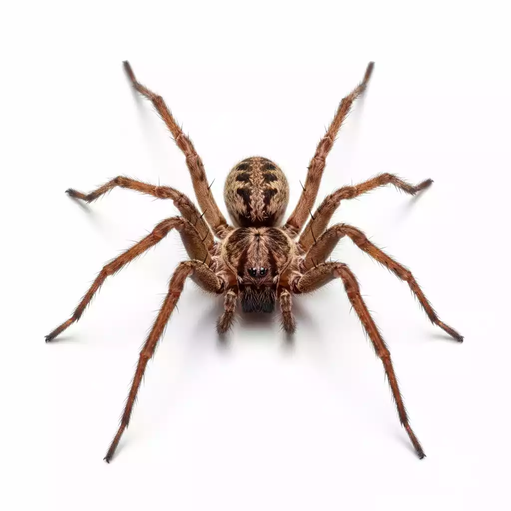 Spider Control